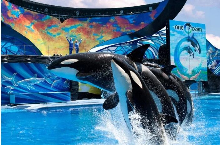 為保護(hù)動(dòng)物權(quán)益 美聯(lián)航停止SeaWorld門(mén)票銷(xiāo)售