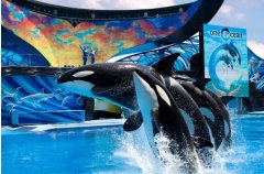為保護(hù)動(dòng)物權(quán)益 美聯(lián)航停止SeaWorld門票銷售-北美國(guó)際空運(yùn)