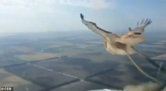 迪拜空運(yùn)-視頻：疑似737遭鳥擊 飛行員拍下驚魂一刻！