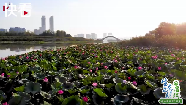 “塞上江南” 明珠璀璨——我和寧夏有個約會