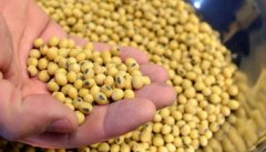 廣州海運-巴西專家稱中國市場對巴西大豆生產至關重要