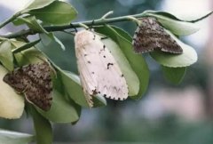 注意了！這個(gè)幺蛾子將影響你的船舶在境外通關(guān)-寧波海運(yùn)