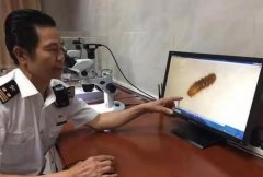 廣州出口空運-太平海關(guān)從進(jìn)境船員攜帶大米中截獲谷斑皮蠹